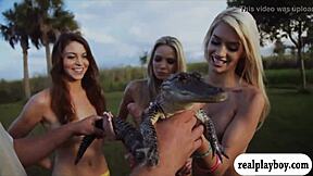 Beautiful women in bikinis come to visit grumpy alligators